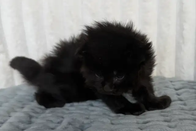 MAINE COONS TICA REGISTERED EUROPEAN LINES - Photo 5