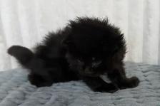 MAINE COONS TICA REGISTERED EUROPEAN LINES - Photo 5