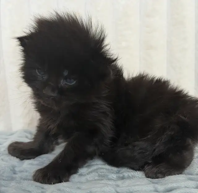 MAINE COONS TICA REGISTERED EUROPEAN LINES - Photo 6