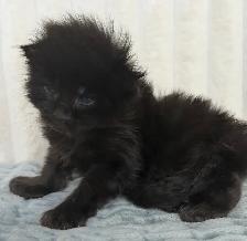 MAINE COONS TICA REGISTERED EUROPEAN LINES - Photo 6
