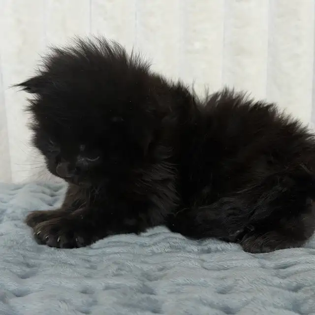 MAINE COONS TICA REGISTERED EUROPEAN LINES - Photo 7