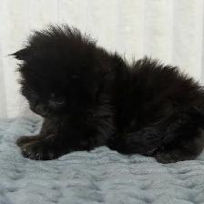 MAINE COONS TICA REGISTERED EUROPEAN LINES - Photo 7