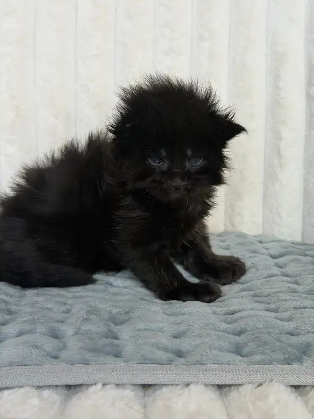 MAINE COONS TICA REGISTERED EUROPEAN LINES - Photo 8