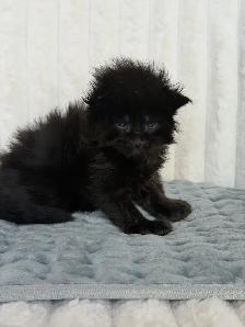 MAINE COONS TICA REGISTERED EUROPEAN LINES - Photo 8