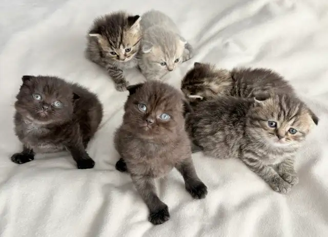 Purebred Scottish Fold Kittens - Photo 8
