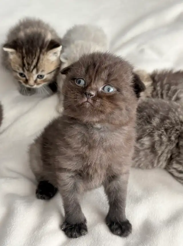 Purebred Scottish Fold Kittens - Photo 9