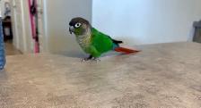 Conure à vendre