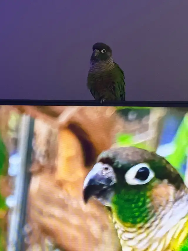 Conure à vendre - Photo 2