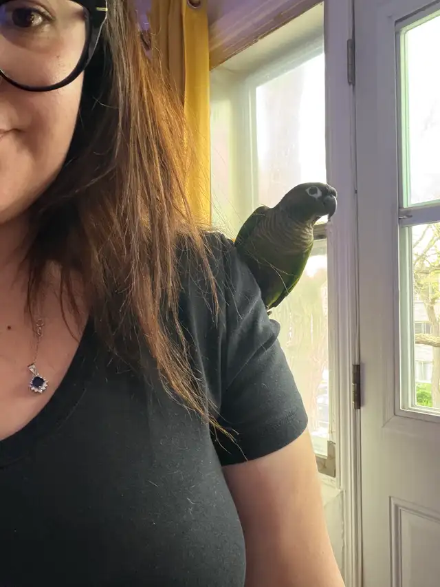 Conure à vendre - Photo 3
