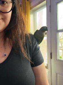 Conure à vendre - Photo 3