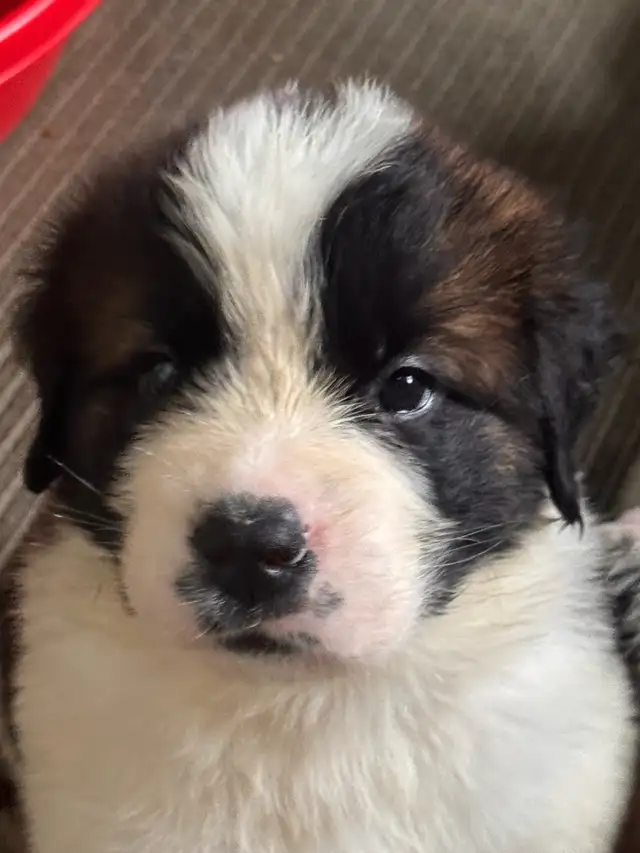 terre-neuve x st-Bernard