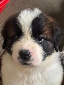 terre-neuve x st-Bernard