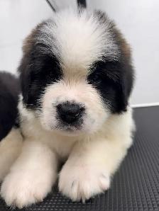 terre-neuve x st-Bernard - Photo 2