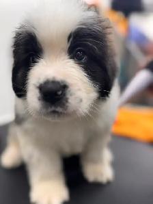 terre-neuve x st-Bernard - Photo 4