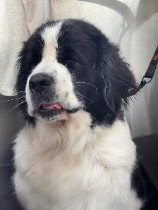 terre-neuve x st-Bernard - Photo 9