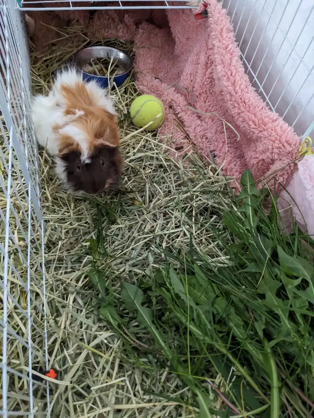 3 adorable Male Guinea Pigs, with $1000 hay budget included!