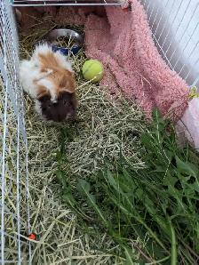 3 adorable Male Guinea Pigs, with $1000 hay budget included!