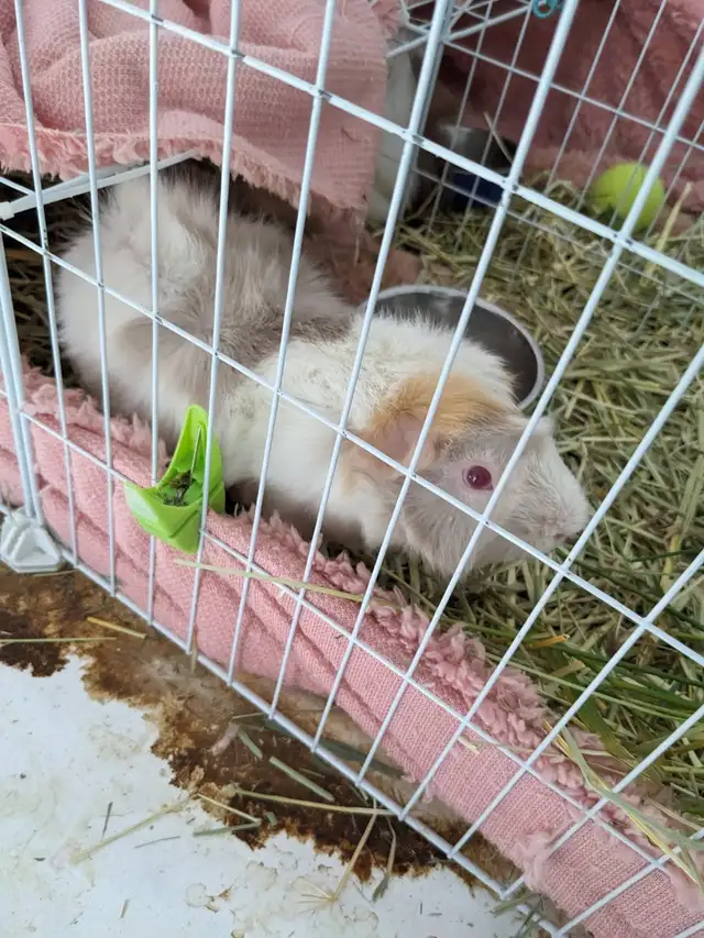 3 adorable Male Guinea Pigs, with $1000 hay budget included! - Photo 2