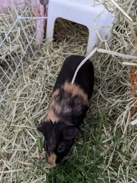 3 adorable Male Guinea Pigs, with $1000 hay budget included! - Photo 3