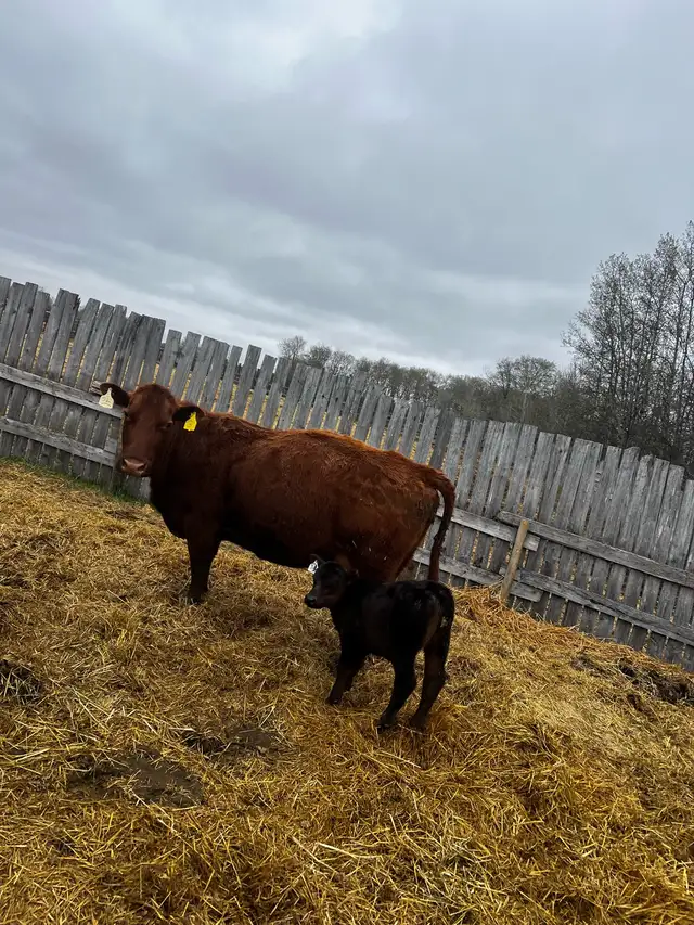 6 Cow Calf pairs, Red Angus Charolais Cross