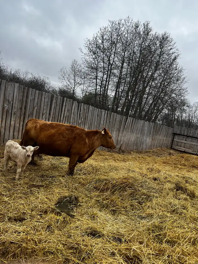 6 Cow Calf pairs, Red Angus Charolais Cross - Photo 2
