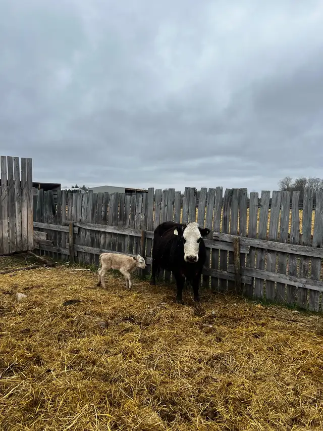 6 Cow Calf pairs, Red Angus Charolais Cross - Photo 3