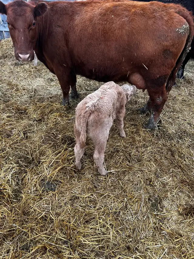 6 Cow Calf pairs, Red Angus Charolais Cross - Photo 4