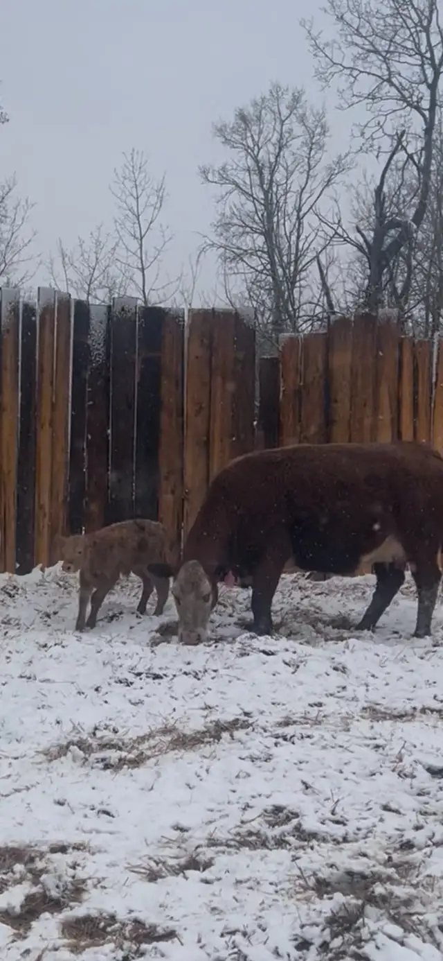 6 Cow Calf pairs, Red Angus Charolais Cross - Photo 6