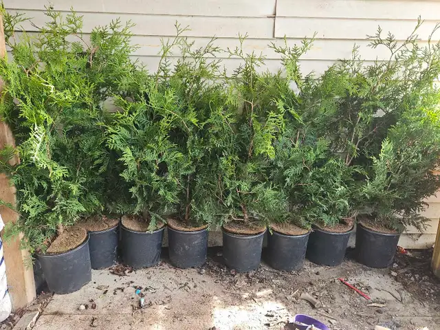 4 foot tall Black cedar trees cedars plants - Photo 2