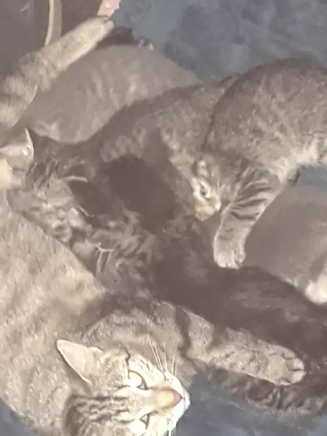 Kittens ready June 9th 3 males 1 female. Male dark striped tabbi