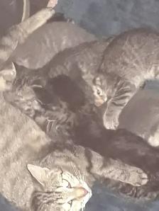 Kittens ready June 9th 3 males 1 female. Male dark striped tabbi