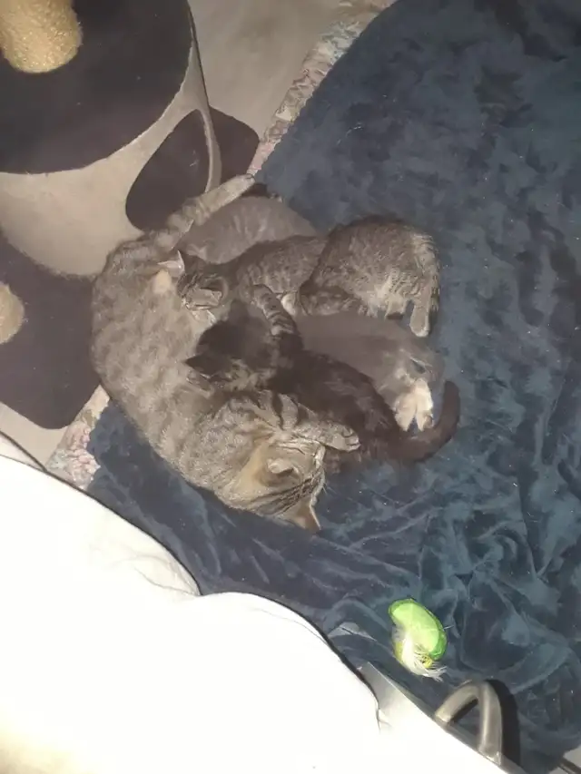 Kittens ready June 9th 3 males 1 female. Male dark striped tabbi - Photo 2