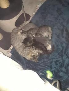 Kittens ready June 9th 3 males 1 female. Male dark striped tabbi - Photo 2