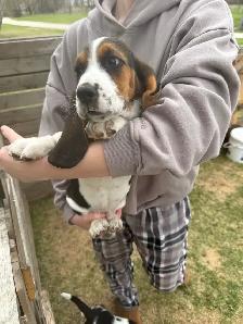 Basset Hound Puppies