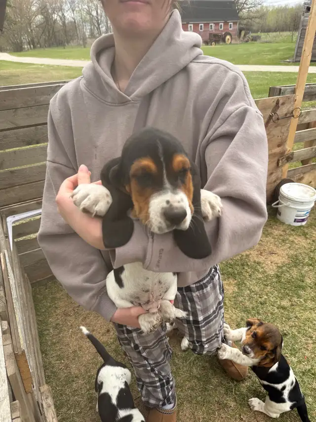 Basset Hound Puppies - Photo 2