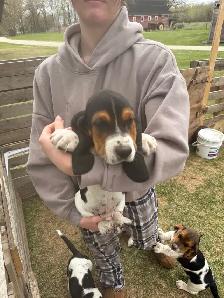 Basset Hound Puppies - Photo 2