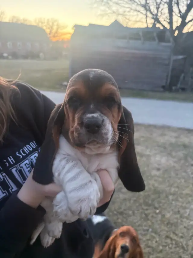 Basset Hound Puppies - Photo 3