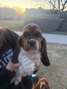 Basset Hound Puppies - Photo 3