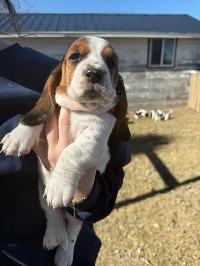 Basset Hound Puppies - Photo 4