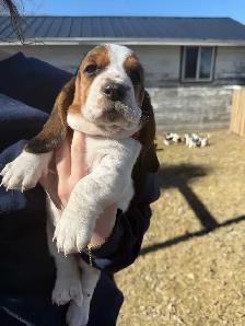 Basset Hound Puppies - Photo 4