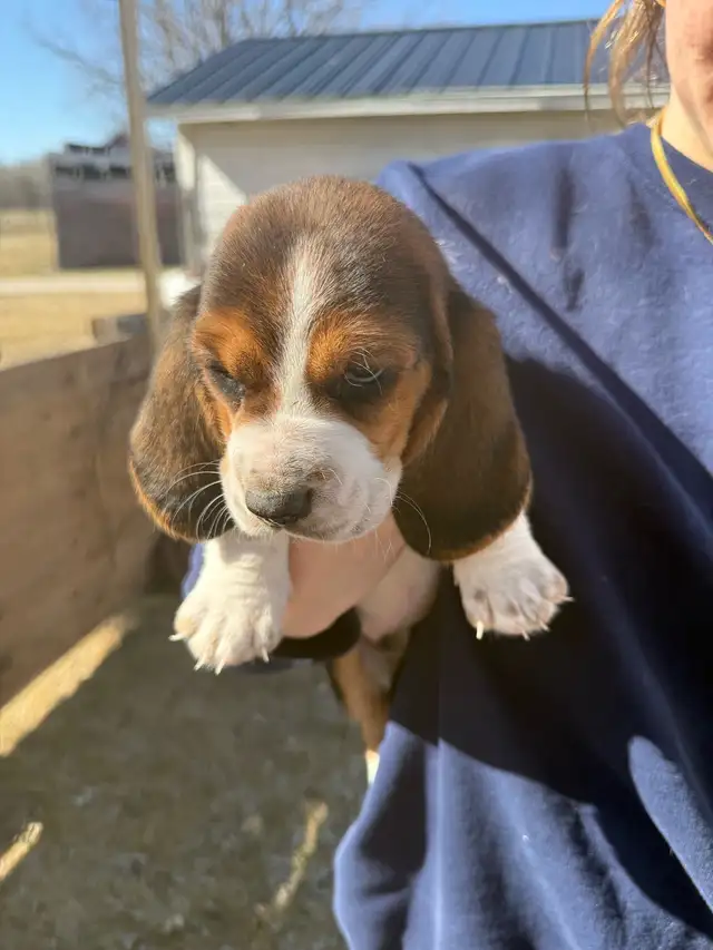 Basset Hound Puppies - Photo 5