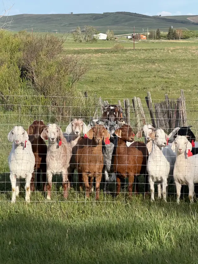 Meat Goats for sale