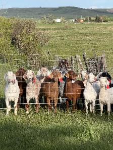 Meat Goats for sale