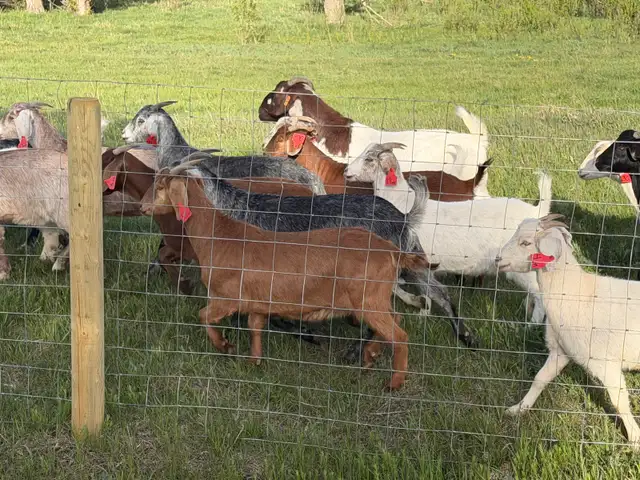 Meat Goats for sale - Photo 2