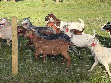 Meat Goats for sale - Photo 2