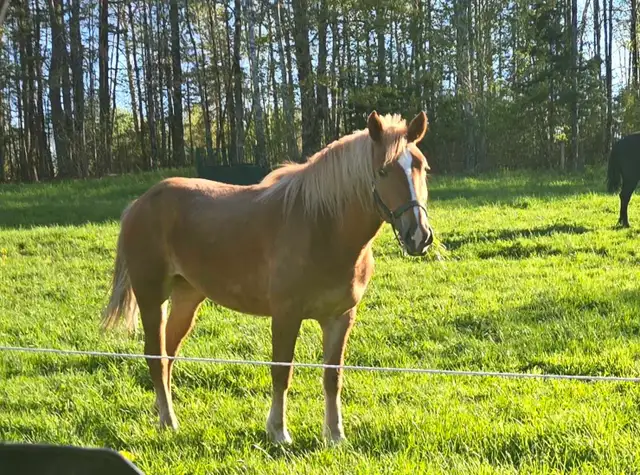 3 Year Old Belgian Cross Filly