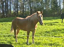 3 Year Old Belgian Cross Filly