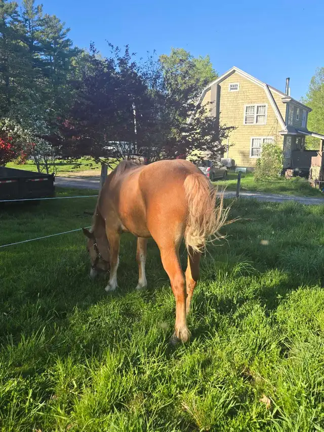 3 Year Old Belgian Cross Filly - Photo 2