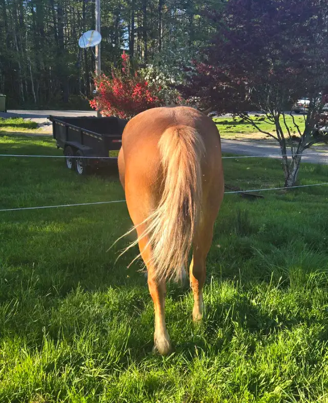 3 Year Old Belgian Cross Filly - Photo 3