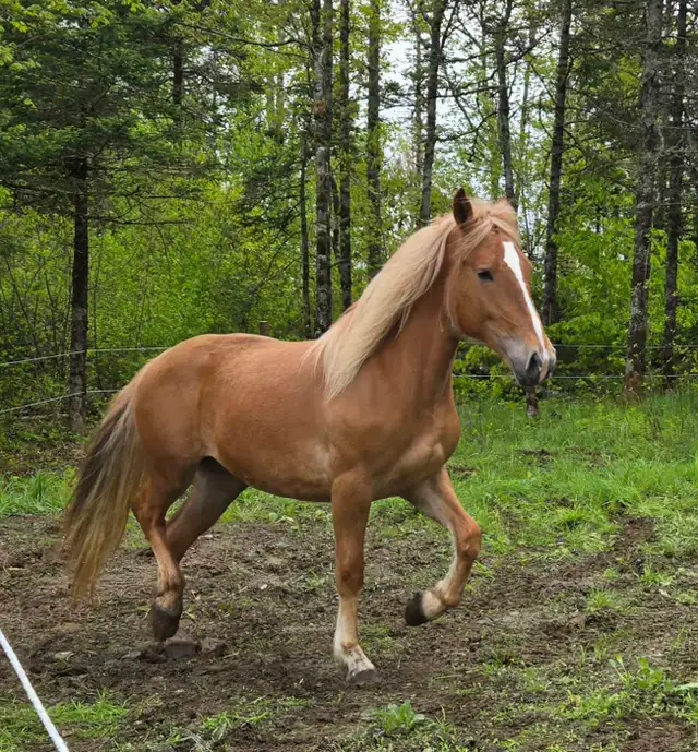 3 Year Old Belgian Cross Filly - Photo 5